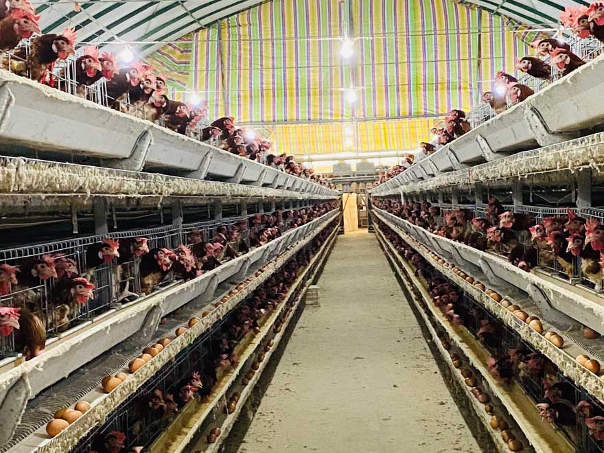 Factors Should Be Considered In Chicken Layer Cage Design